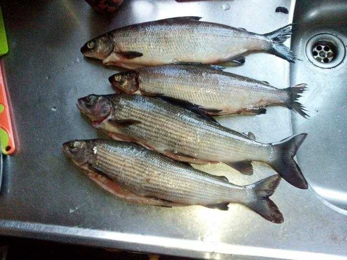 Рыбные котлеты "золотые рыбки" – кулинарный рецепт